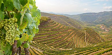 De Douro vallei