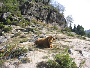 Typsich Portugese koe in natuurpark Peneda-Geres